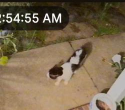 Found/Stray Unknown Cat last seen Candor Place, Greenville County, SC 29681