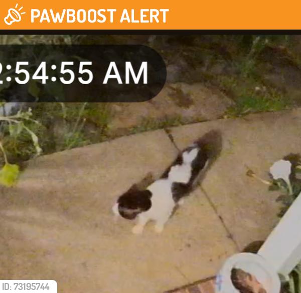 Found/Stray Unknown Cat last seen Candor Place, Greenville County, SC 29681