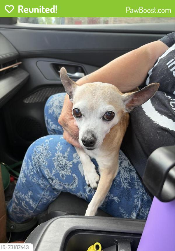 Reunited Female Dog last seen Corbett drive and Sage, Fort Collins, CO 80525