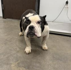 Shelter Stray Male Dog last seen Near Webb Street, LAFAYETTE, LA, 70501, 410 Dugas Rd, Lafayette, LA 70507, USA