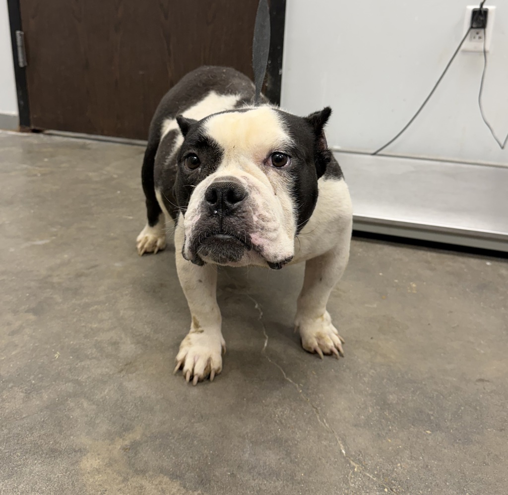 Shelter Stray Male Dog last seen Near Webb Street, LAFAYETTE, LA, 70501, 410 Dugas Rd, Lafayette, LA 70507, USA