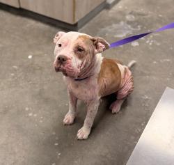 Shelter Stray Female Dog last seen Near W Pinhook Road, LAFAYETTE, LA, 70508, 410 Dugas Rd, Lafayette, LA 70507, USA