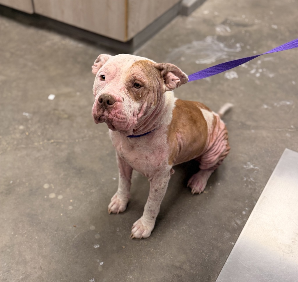 Shelter Stray Female Dog last seen Near W Pinhook Road, LAFAYETTE, LA, 70508, 410 Dugas Rd, Lafayette, LA 70507, USA