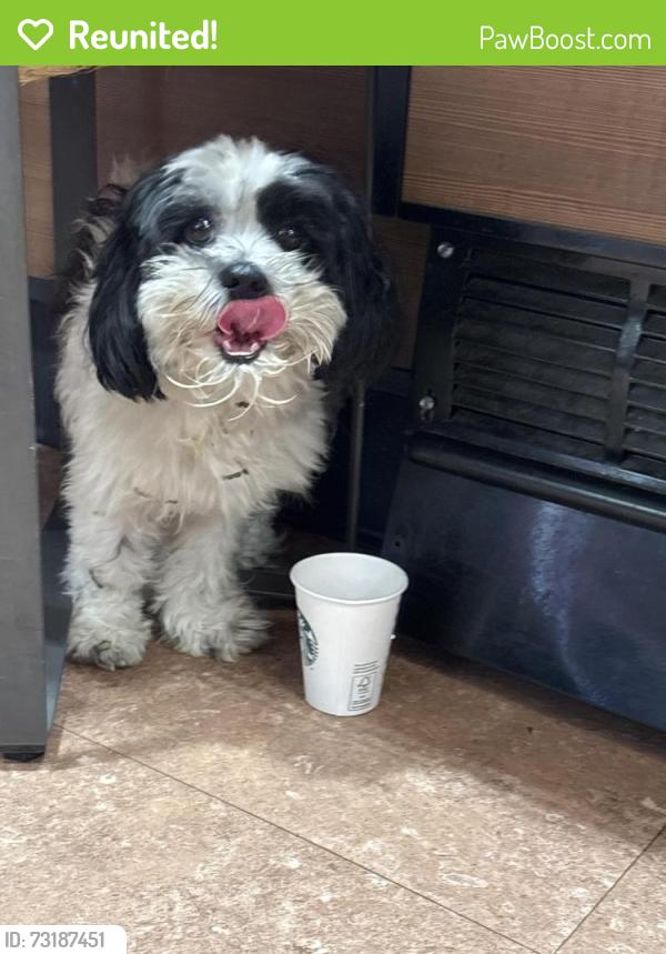 Reunited Male Dog last seen Near Thunderbird, Greenacres, FL 33463
