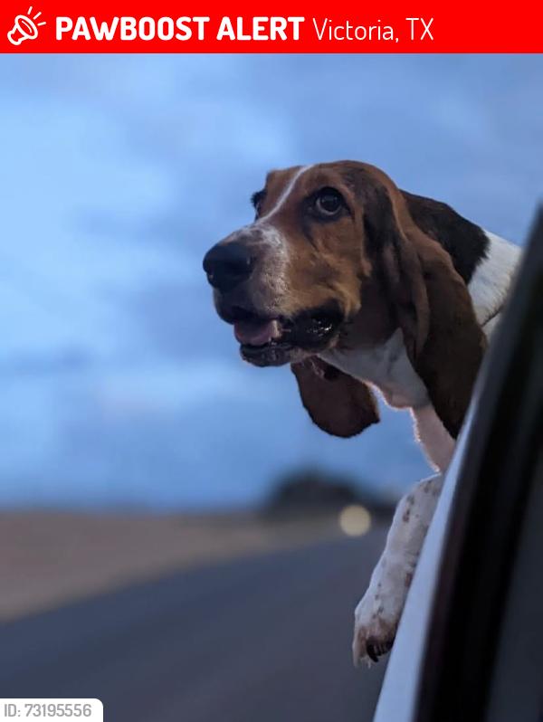 Lost Female Dog last seen New rodeo de la rio grande, Victoria, TX 77901