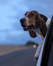 Lost Female Dog last seen New rodeo de la rio grande, Victoria, TX 77901