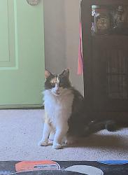 Lost Female Cat last seen Long Beach Rd, Saint Leonard, MD 20685