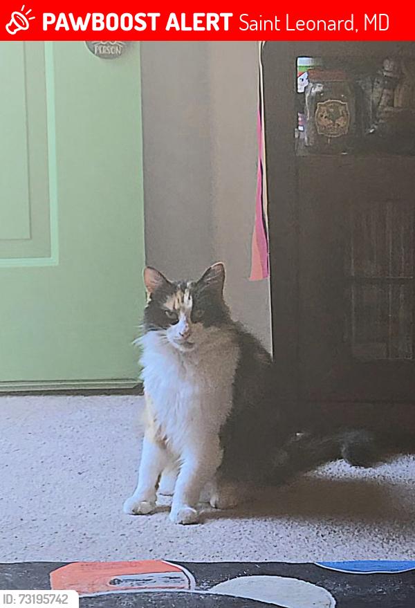 Lost Female Cat last seen Long Beach Rd, Saint Leonard, MD 20685
