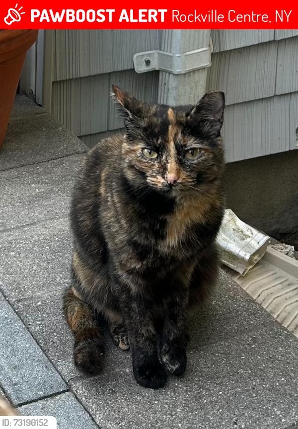 Lost Female Cat last seen Calais Court in Rockville Centre, near Rockaway Ave, Rockville Centre, NY 11570