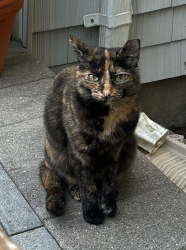 Lost Female Cat last seen Calais Court in Rockville Centre, near Rockaway Ave, Rockville Centre, NY 11570