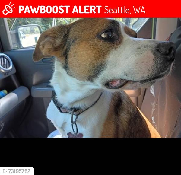 Lost Female Dog last seen Griffis apt., Elliot st., Seattle, WA 98124