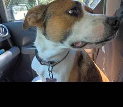 Lost Female Dog last seen Griffis apt., Elliot st., Seattle, WA 98124