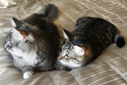Lost Male Cat last seen Surprise, AZ, Surprise, AZ 85374