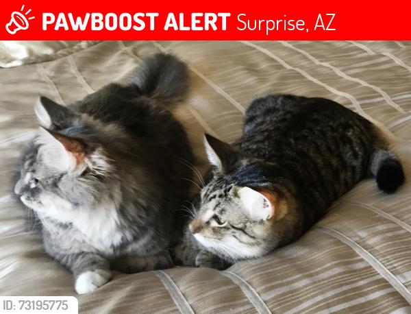 Lost Male Cat last seen Surprise, AZ, Surprise, AZ 85374