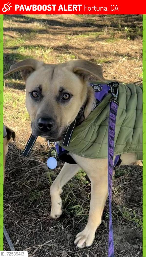 Lost Female Dog last seen Humboldt County Miranda’s Rescue in the City of Fortuna, CA, Fortuna, CA 95540