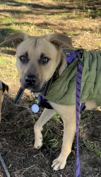 Lost Female Dog last seen Humboldt County Miranda’s Rescue in the City of Fortuna, CA, Fortuna, CA 95540