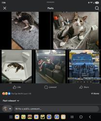 Lost Male Cat last seen Barnes and hywy 85n, Crestview, FL 32536