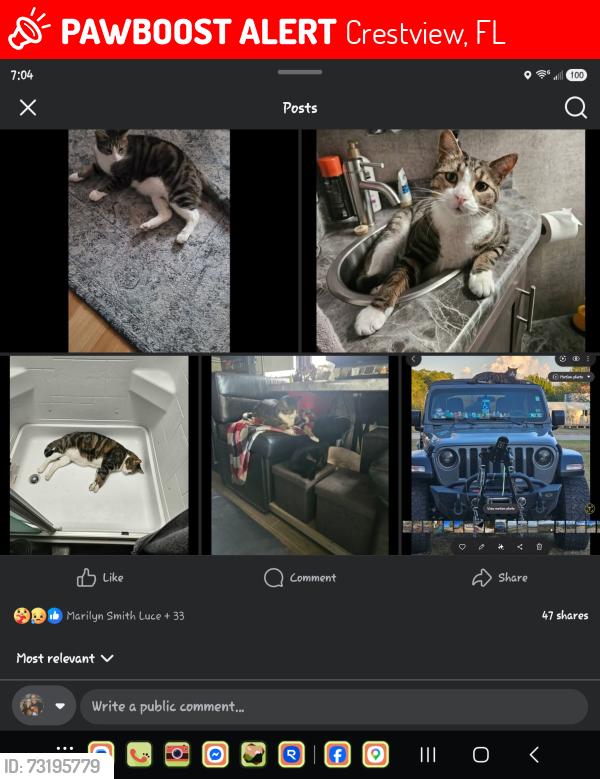 Lost Male Cat last seen Barnes and hywy 85n, Crestview, FL 32536