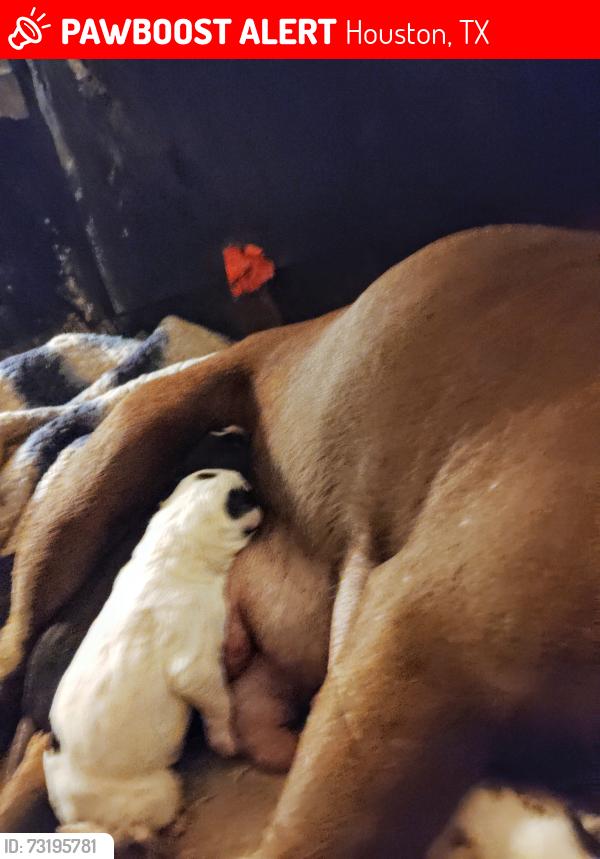 Lost Male Dog last seen Meadowlink, Houston, TX 77076