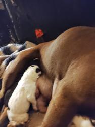 Lost Male Dog last seen Meadowlink, Houston, TX 77076