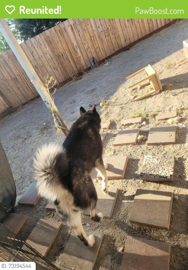 Reunited Male Dog last seen Auburn Blvd & hemlock st, Sacramento, CA 95841