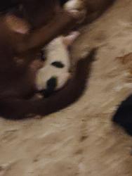 Lost Male Dog last seen Meadowlink, Corinth, TX 76210