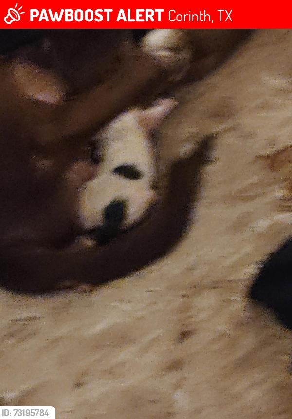 Lost Male Dog last seen Meadowlink, Corinth, TX 76210