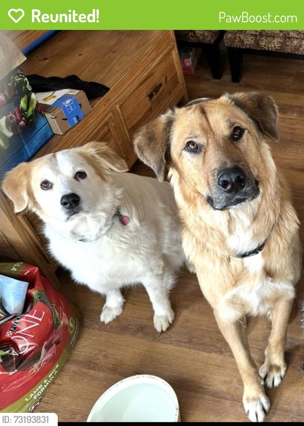 Reunited Male Dog last seen Lemay and Harmony, Fort Collins, CO 80525