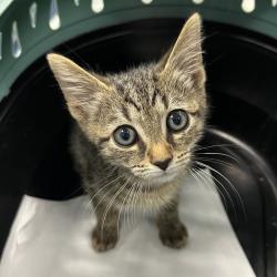Shelter Stray Male Cat last seen , 980 Guilford College Rd, Greensboro, NC 27409, USA