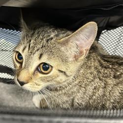Shelter Stray Female Cat last seen , 980 Guilford College Rd, Greensboro, NC 27409, USA