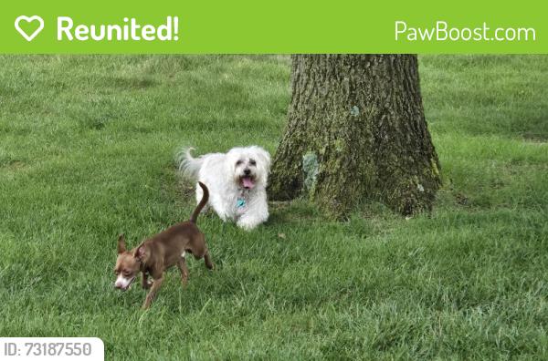 Reunited Male Dog last seen Angola Whizper Woods, Holland, OH 43528