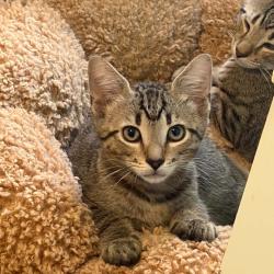 Shelter Stray Male Cat last seen , 8020 Washington St, Port Richey, FL 34668, USA