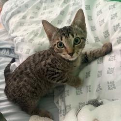 Shelter Stray Male Cat last seen , 8020 Washington St, Port Richey, FL 34668, USA