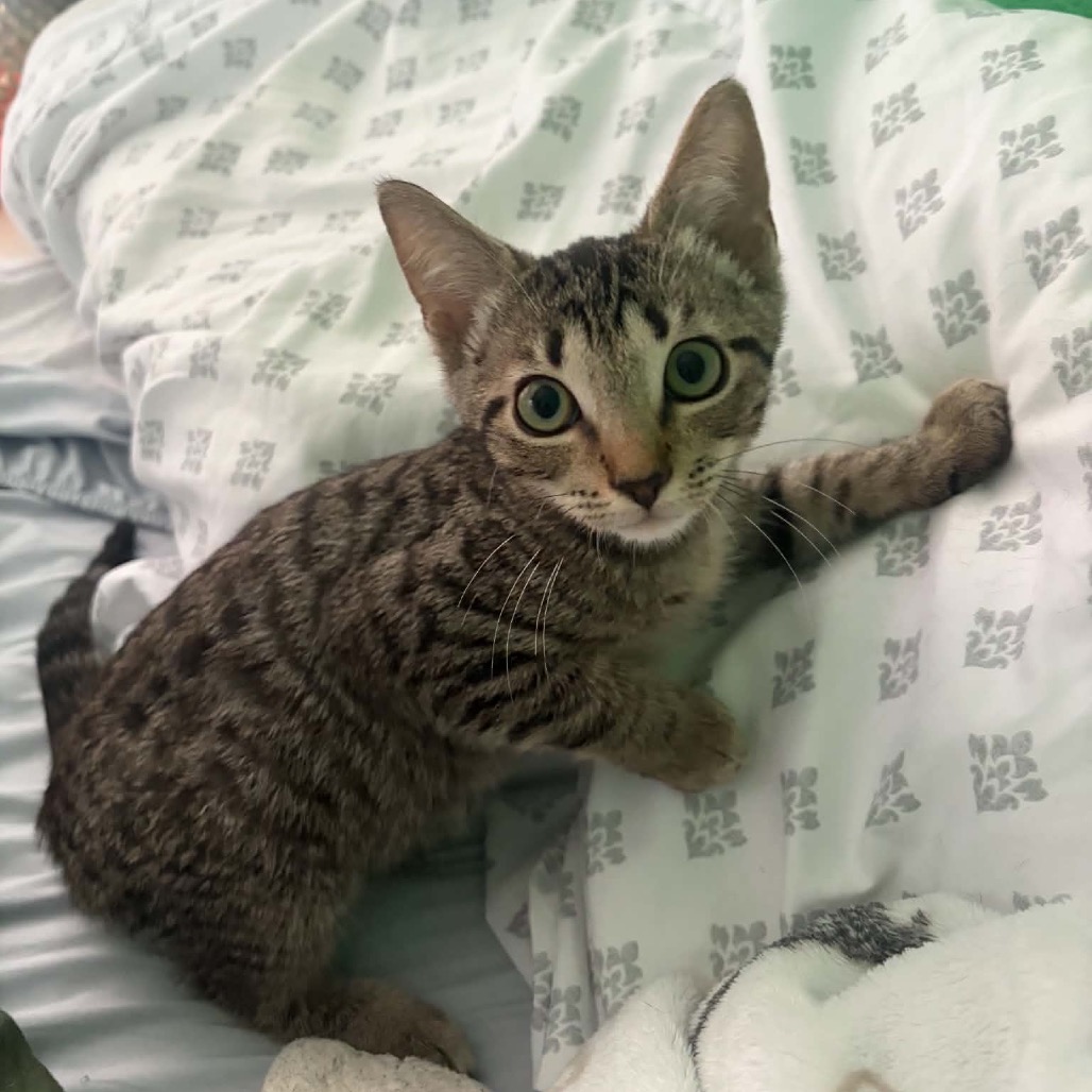 Shelter Stray Male Cat last seen , 8020 Washington St, Port Richey, FL 34668, USA