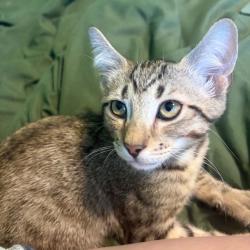 Shelter Stray Male Cat last seen , 8020 Washington St, Port Richey, FL 34668, USA