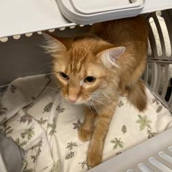 Shelter Stray Female Cat last seen , 2350 Appling City Cove, Memphis, TN 38133, USA