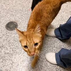 Shelter Stray Female Cat last seen , 800 Southwest Dr, Cheyenne, WY 82007, USA