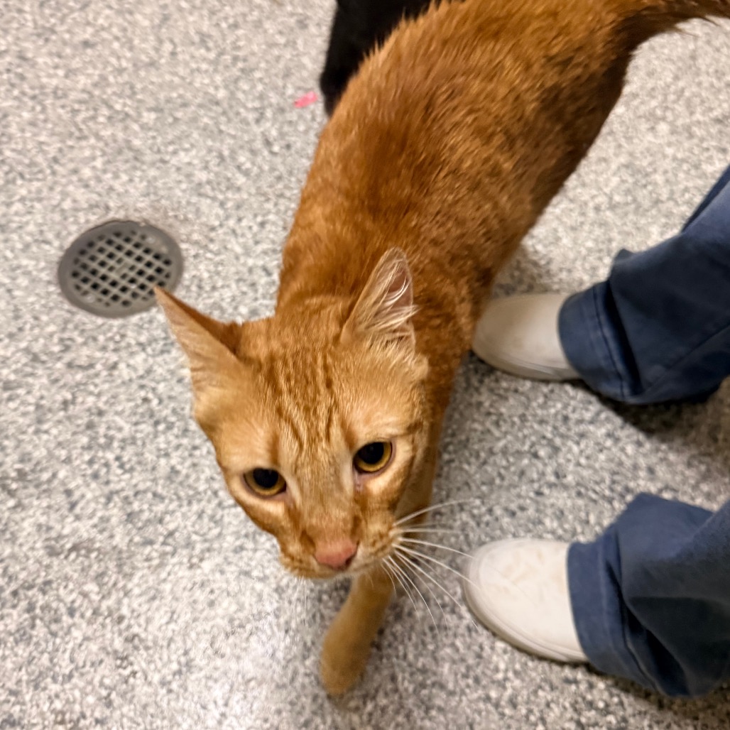 Shelter Stray Female Cat last seen , 800 Southwest Dr, Cheyenne, WY 82007, USA