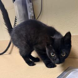 Shelter Stray Female Cat last seen , 800 Southwest Dr, Cheyenne, WY 82007, USA