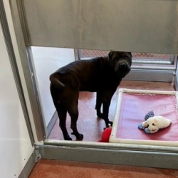 Shelter Stray Male Dog last seen , 800 Southwest Dr, Cheyenne, WY 82007, USA