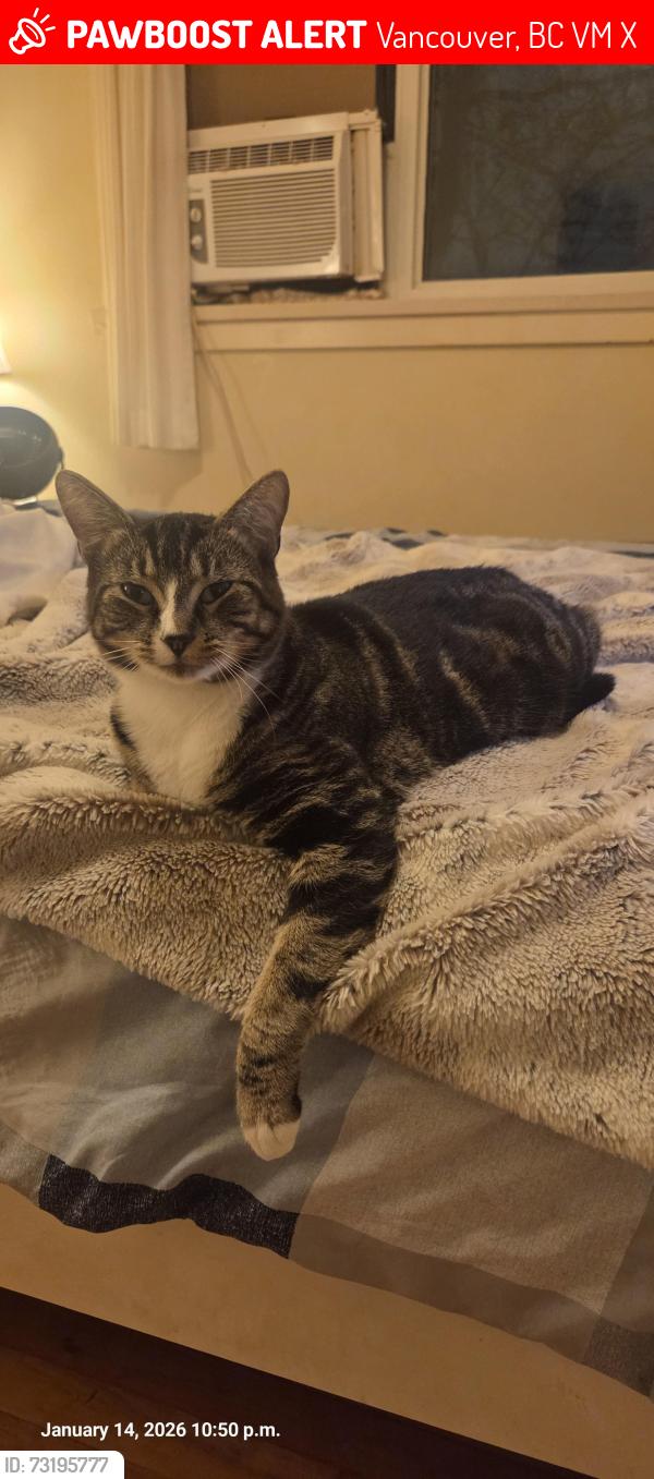 Lost Female Cat last seen 5th Ave and Hermon Drive, Vancouver, BC V5M 3X6