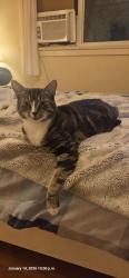 Lost Female Cat last seen 5th Ave and Hermon Drive, Vancouver, BC V5M 3X6