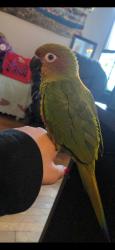 Lost Female Bird last seen Maplewood, Mayfield Heights, OH 44124