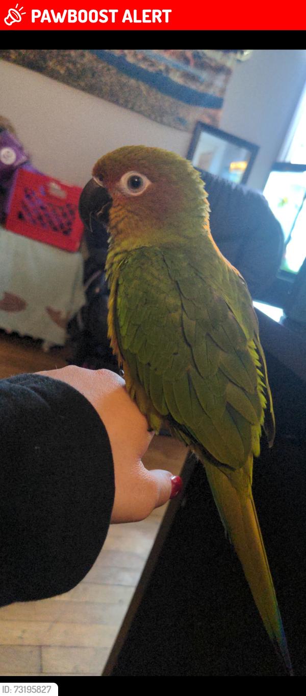 Lost Female Bird last seen Maplewood, Mayfield Heights, OH 44124