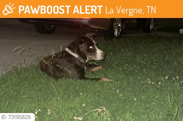 Found/Stray Male Dog last seen Tammmy su Ln, La Vergne, TN 37086