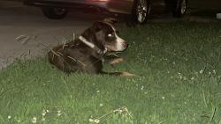 Found/Stray Male Dog last seen Tammmy su Ln, La Vergne, TN 37086