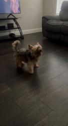 Reunited Male Dog last seen Dogwood dr , red oak, Red Oak, TX 75154