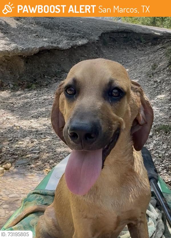 Found/Stray Male Dog last seen River Rd, Martindale, TX 78655