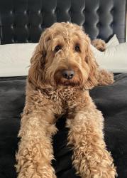 Reunited Male Dog last seen HOLLYWOOD, Hollywood, FL 33020