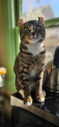 Lost Male Cat last seen Laveta and sunset, Los Angeles, CA 90026